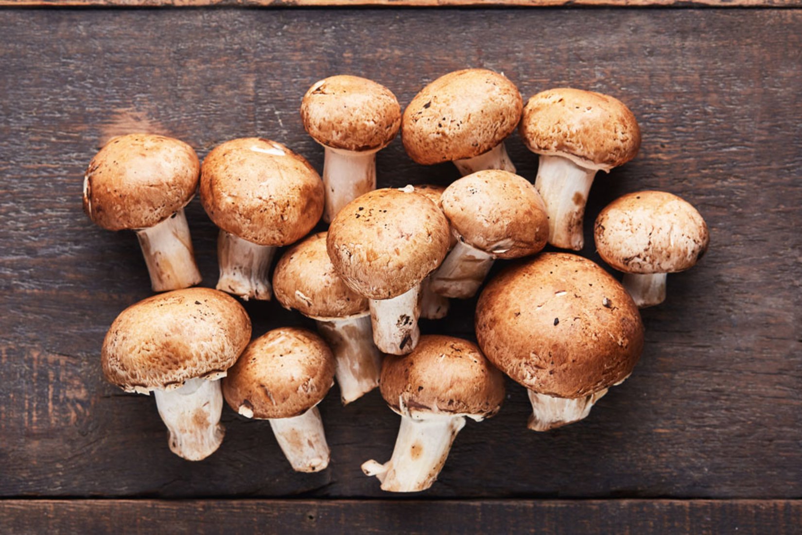 Kestane mantarı, toptan kestane mantarı, avrupa yakası kestane mantarı, levent kestane mantarı, levent toptan kestane mantarı